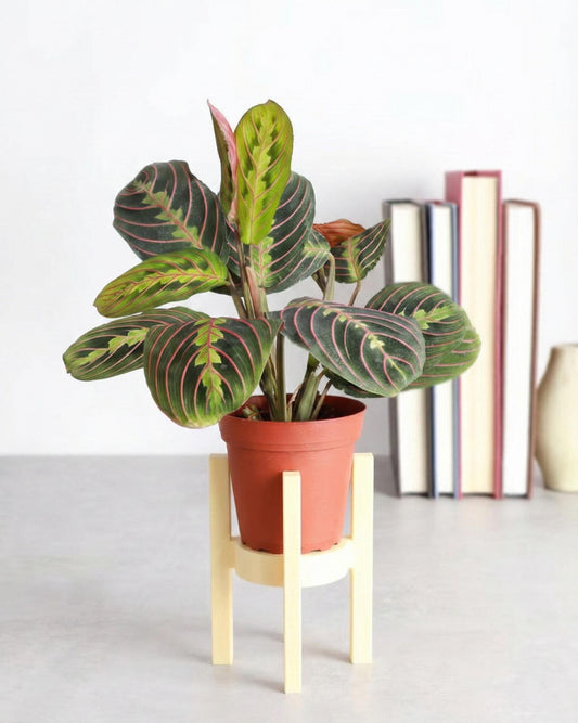 Casanova Aesthetic Plant Stand – Minimalist Modern Pot Holder – Indoor Planter Riser – Scandinavian Home Decor Small Plant Stool